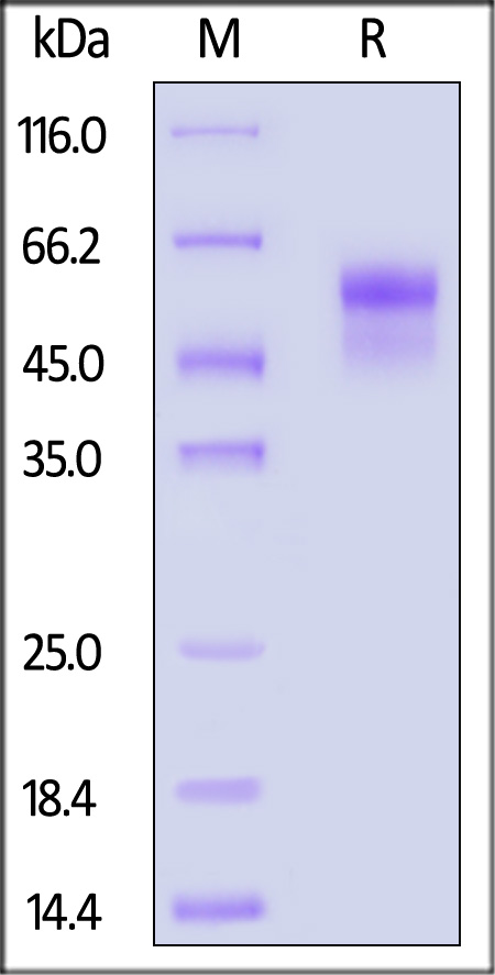 ILB-H82E8-sds