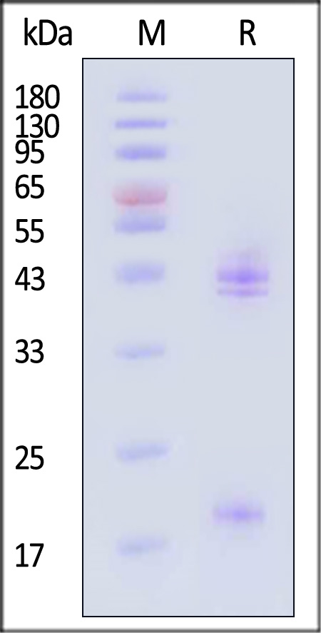 ILB-HM52W6-sds