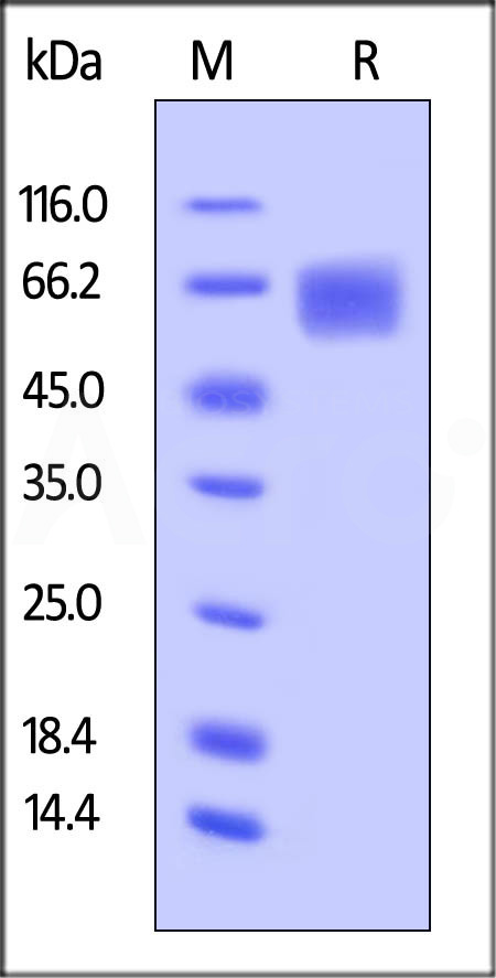 IL-6 R alpha SDS-PAGE