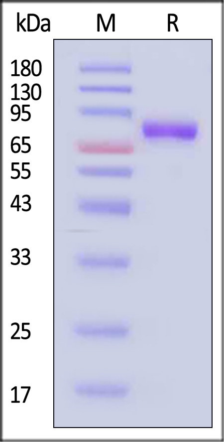 IL-6 R alpha SDS-PAGE