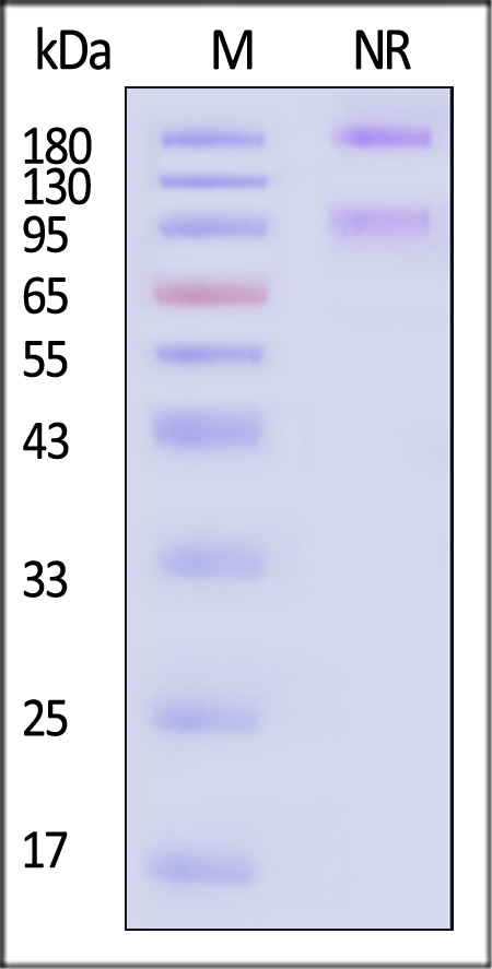 IN1-H52W9-sds