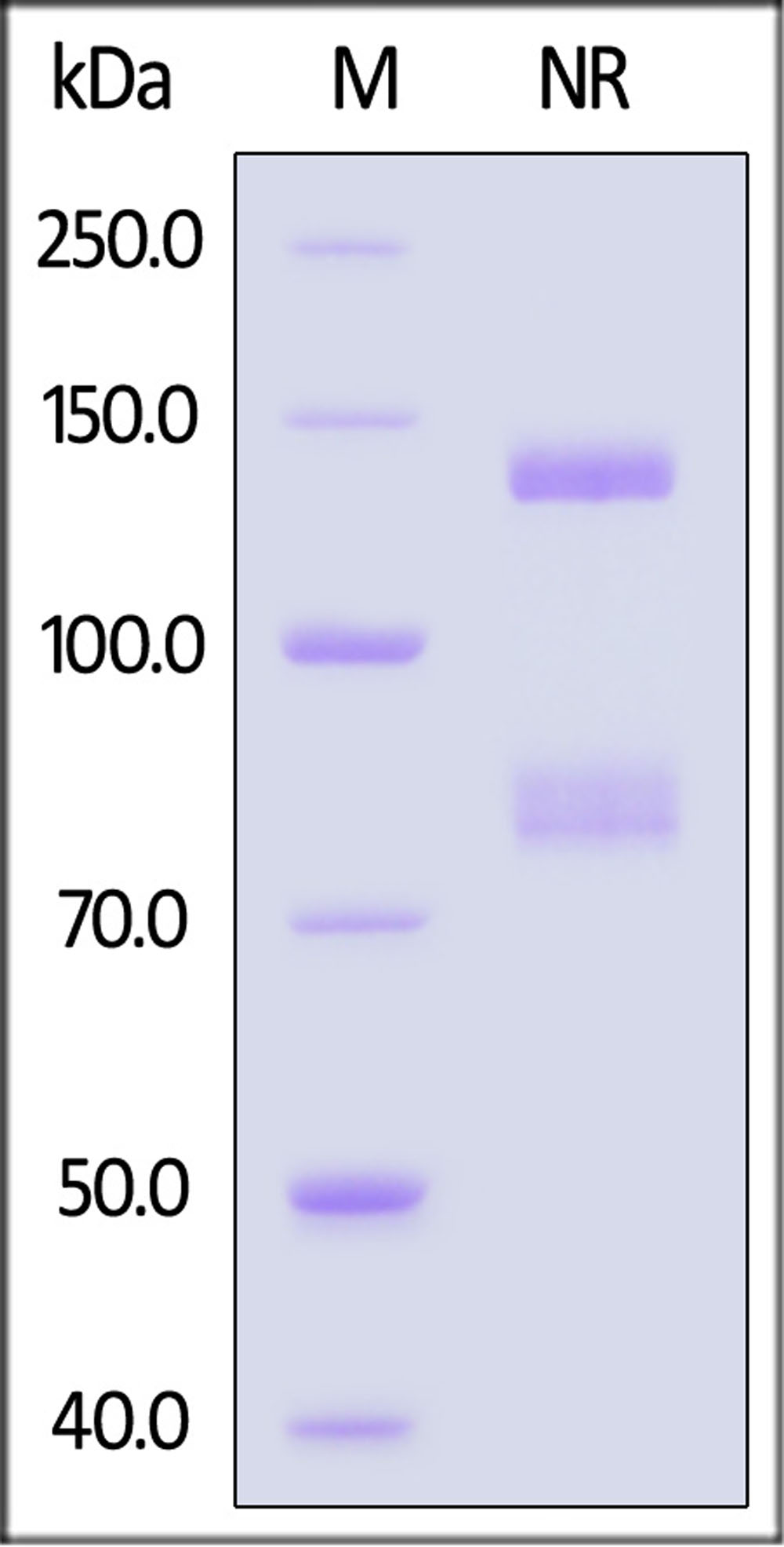 Integrin alpha 6 beta 4 SDS-PAGE