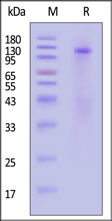 Insulin R SDS-PAGE