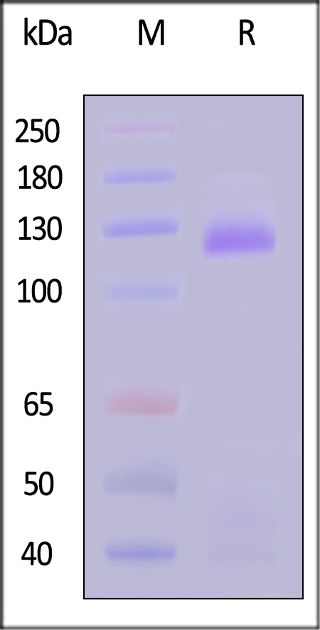 Insulin R SDS-PAGE