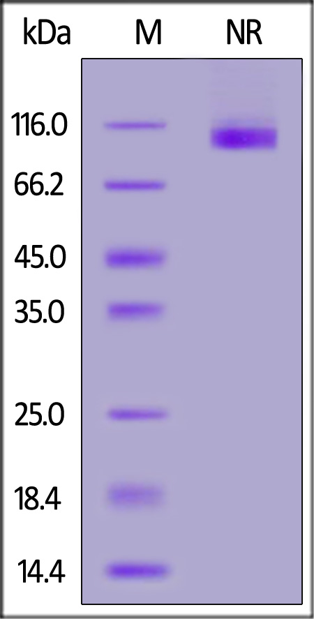 Integrin isoform alpha-7X1B beta 1 SDS-PAGE