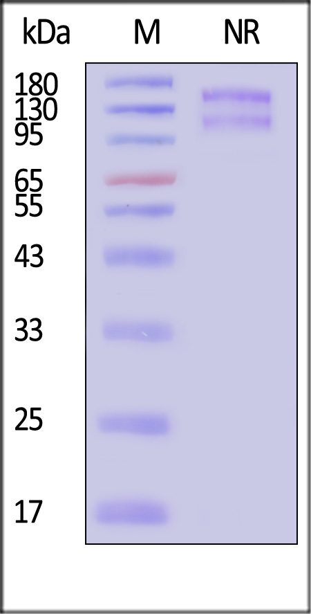 Integrin alpha V beta 1 SDS-PAGE