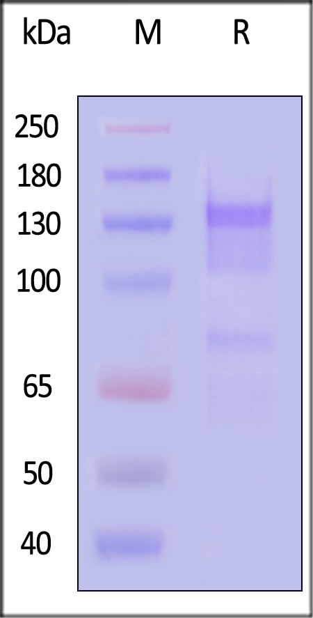 Integrin alpha 4 beta 1 SDS-PAGE