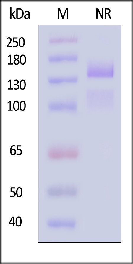 Integrin alpha 5 beta 1 SDS-PAGE