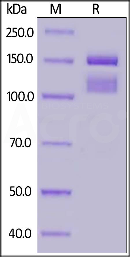 Integrin alpha 2 beta 1 SDS-PAGE