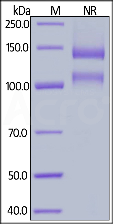 Integrin alpha V beta 1 SDS-PAGE