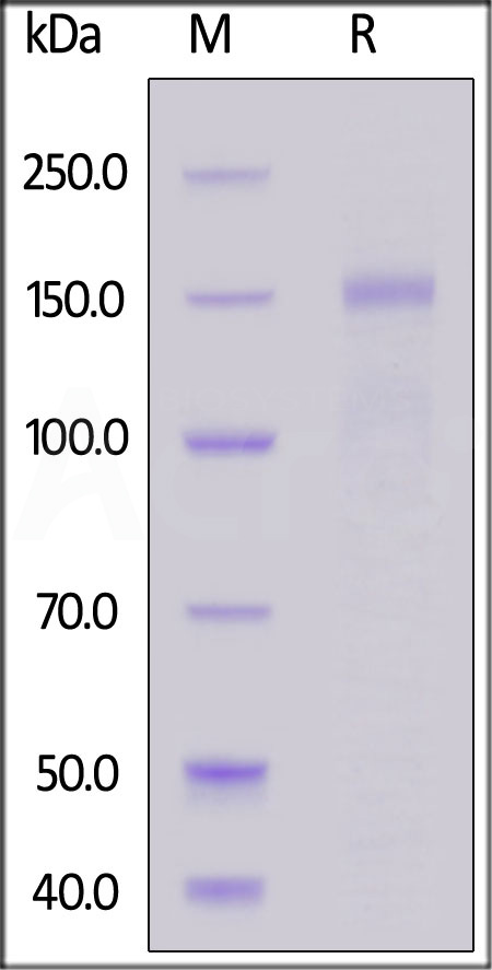 IT1-M52W4-sds