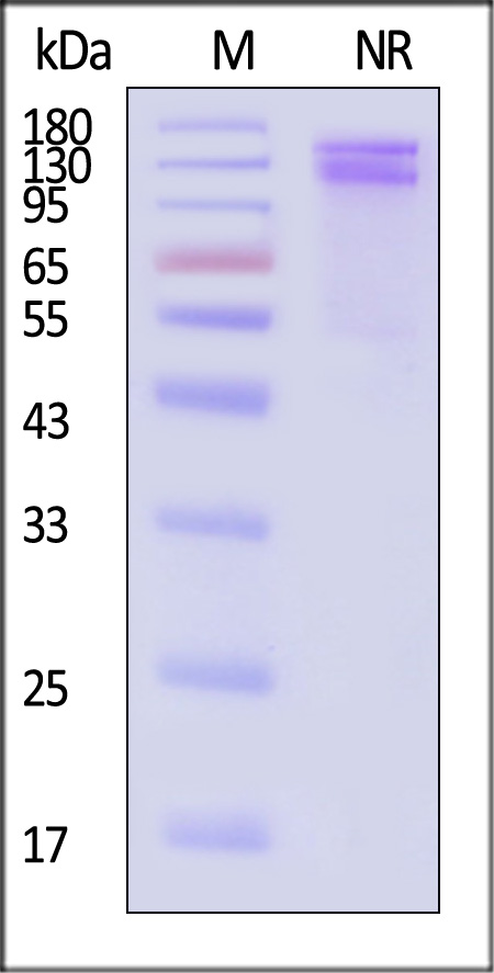 Integrin alpha V beta 1 SDS-PAGE