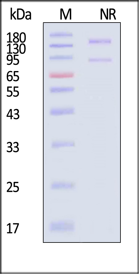 Integrin alpha V beta 3 SDS-PAGE