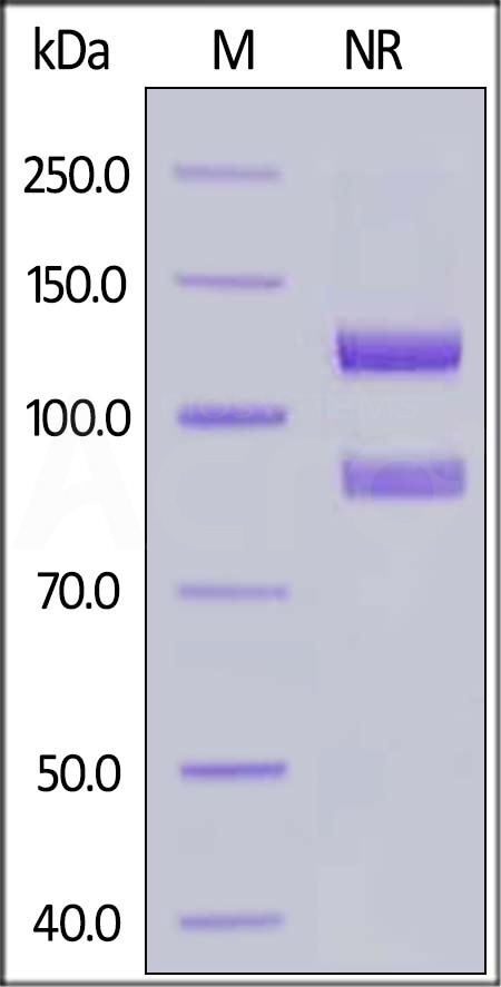 IT3-H52W8-sds