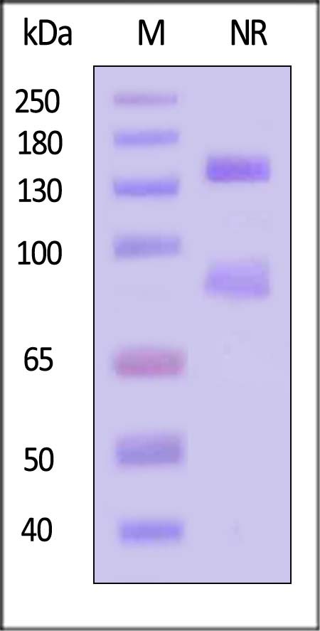 IT5-H82Wa-sds