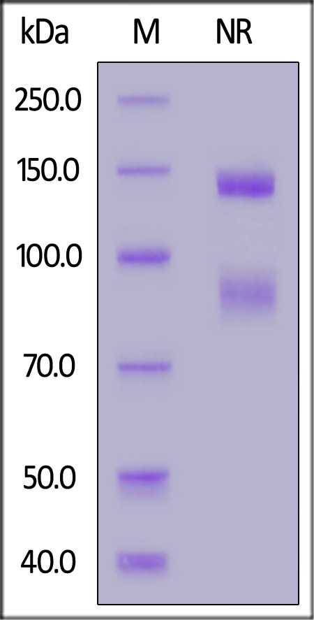 Integrin alpha V beta 6 SDS-PAGE