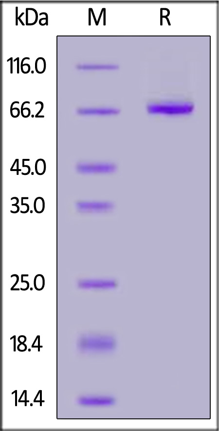 Human KIR3DL3, Fc Tag (Cat. No. KI3-H5259) SDS-PAGE gel