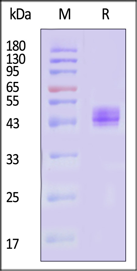 KL1-C5269-sds