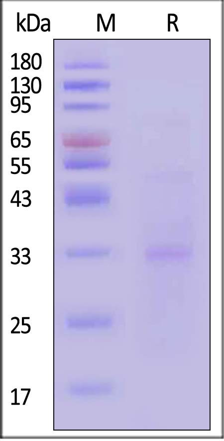 Plasma Kallikrein/KLKB1 SDS-PAGE