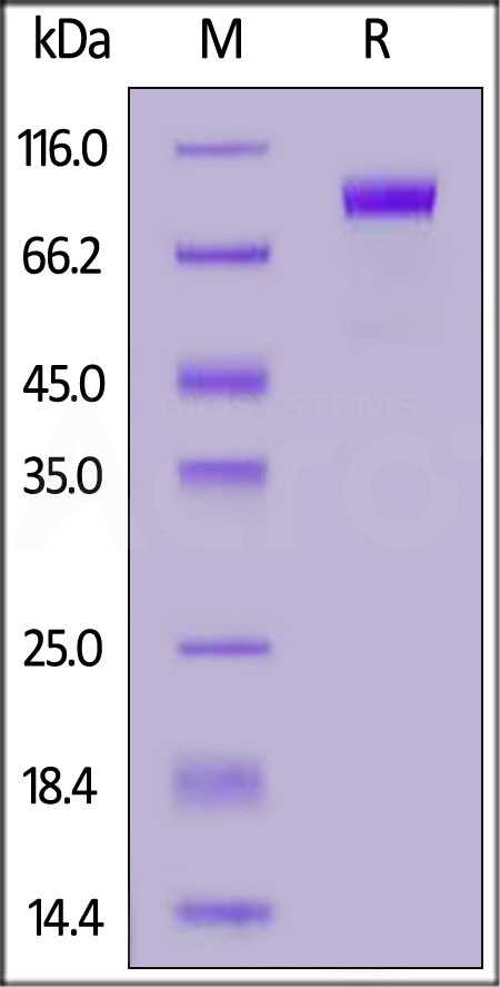 KR1-H5253-sds