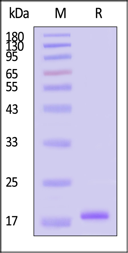 L1R-M5243-sds