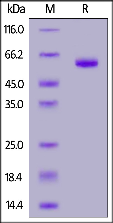 Canine LAG-3, His Tag (Cat. No. LA3-C52H7) SDS-PAGE gel