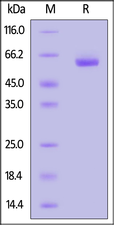 LAG-3 SDS-PAGE