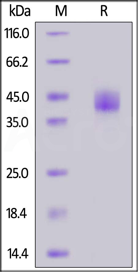 LAP-H82Q6-sds