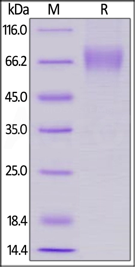 LI1-H82E8-sds