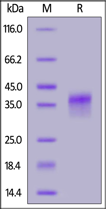 LILRB4 SDS-PAGE