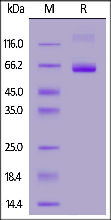 LILRB4 SDS-PAGE