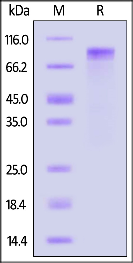 LR1-H5255-sds