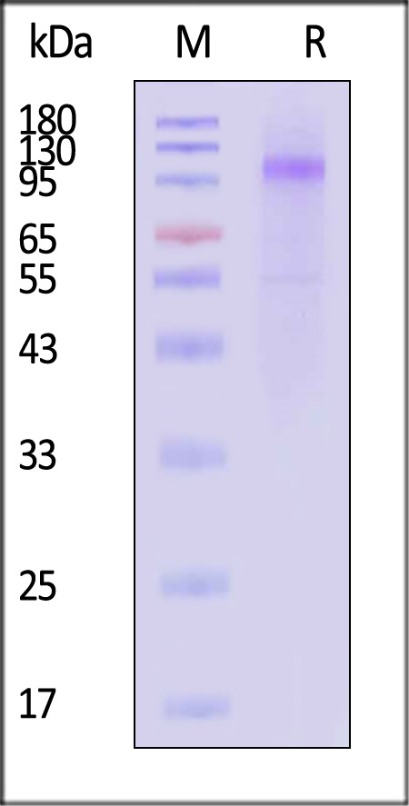 LRP-1 SDS-PAGE