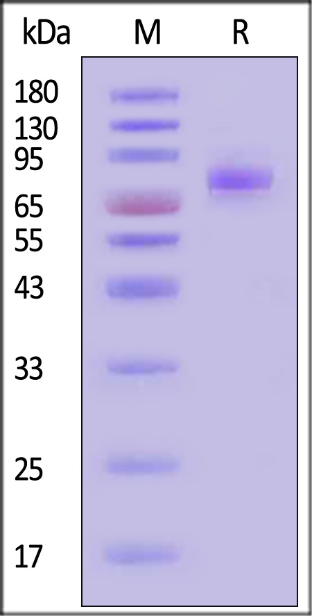 LR5-C52H3-sds