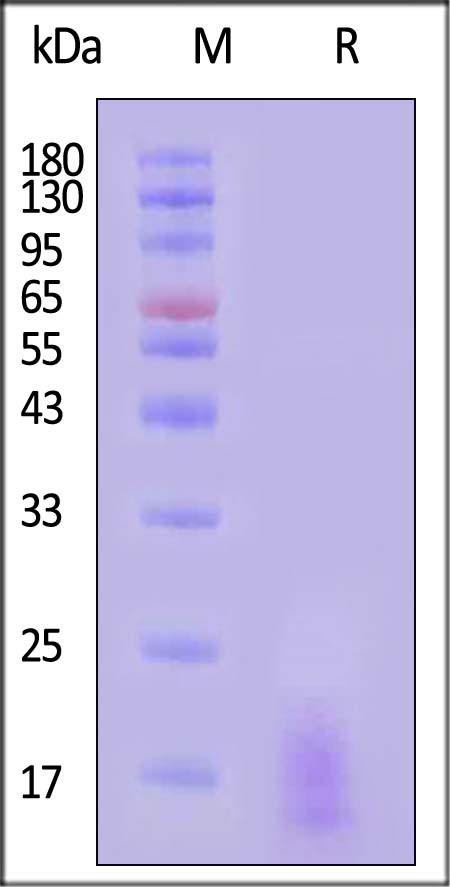 LY6G6D SDS-PAGE