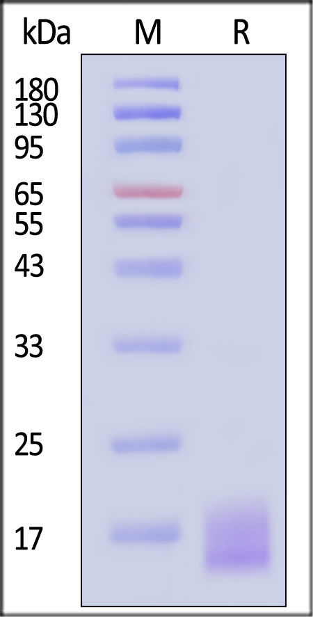 LY6G6D SDS-PAGE