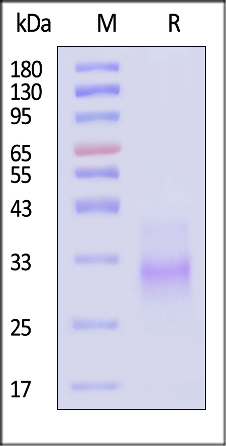 M1R-M52H3-sds