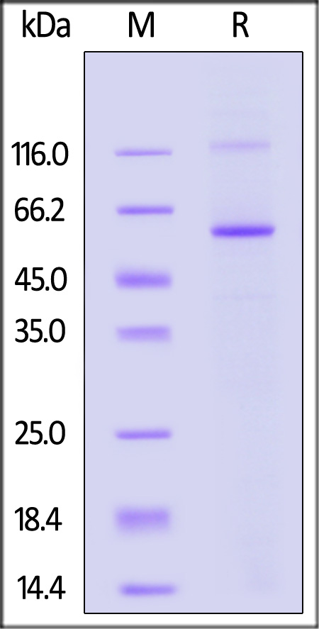 Monoamine oxidase B SDS-PAGE