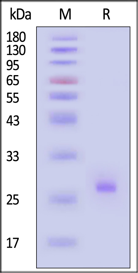 MAE-H5143-sds