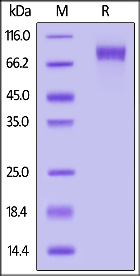 MAG-H82E9-sds