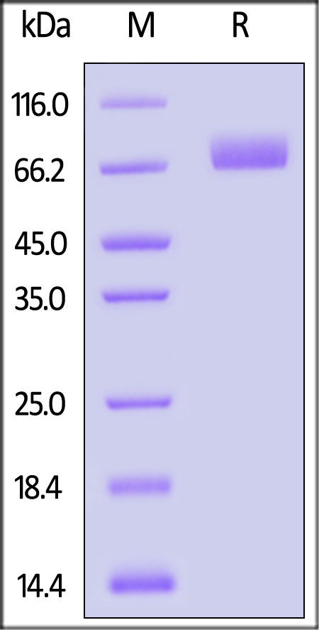 MAM-H8251-sds