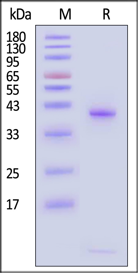 MAM-R82E5-sds