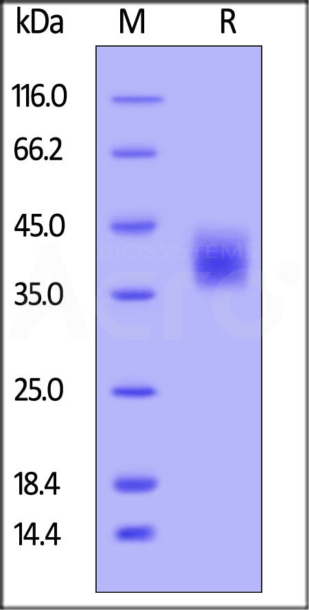 M-CSF SDS-PAGE