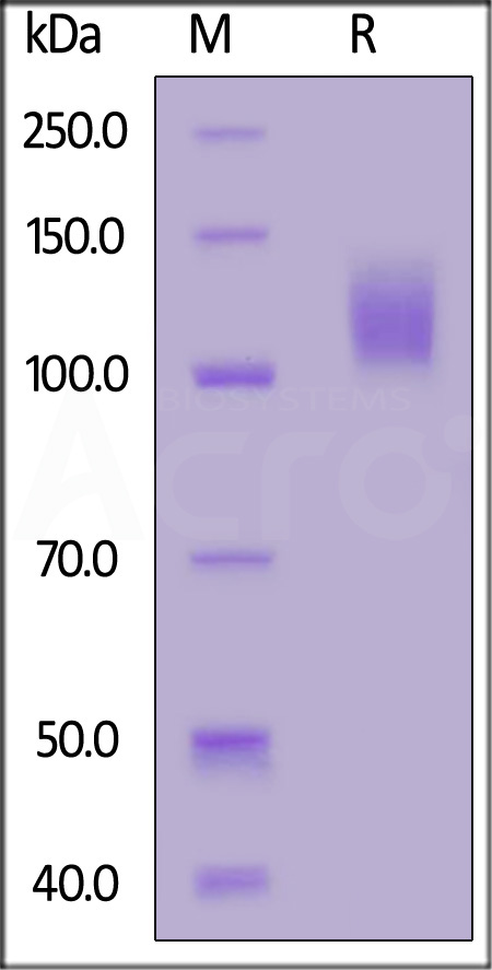 Mouse MERTK, Fc Tag (Cat. No. MEK-M5253) SDS-PAGE gel