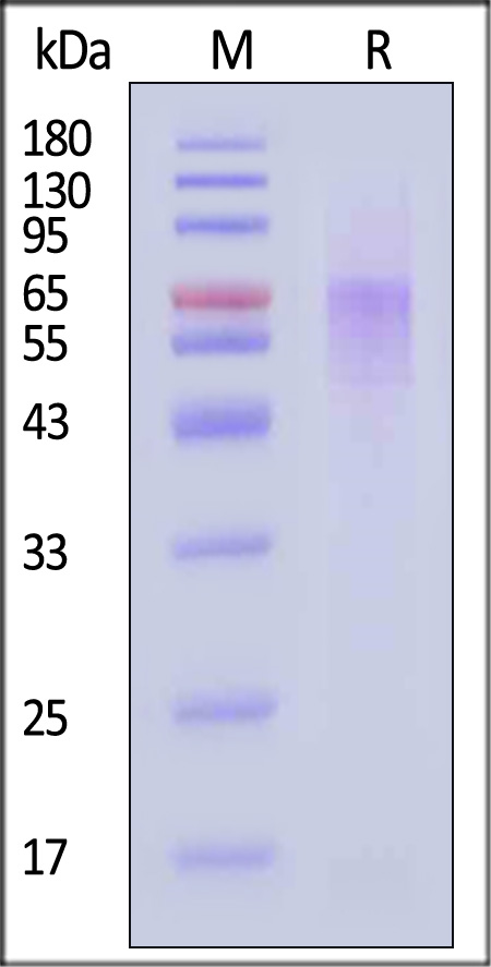 Megalin SDS-PAGE