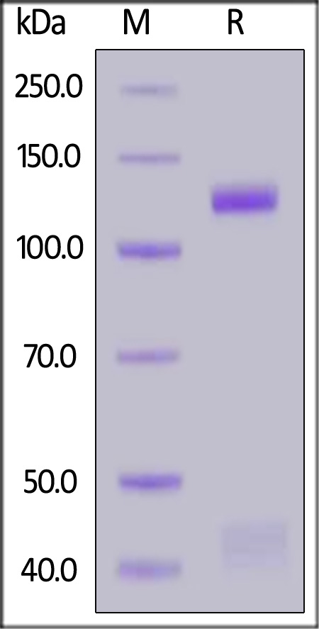 HGF R SDS-PAGE