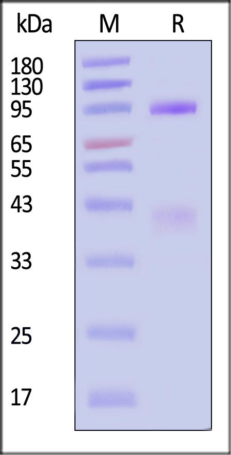 HGF R SDS-PAGE