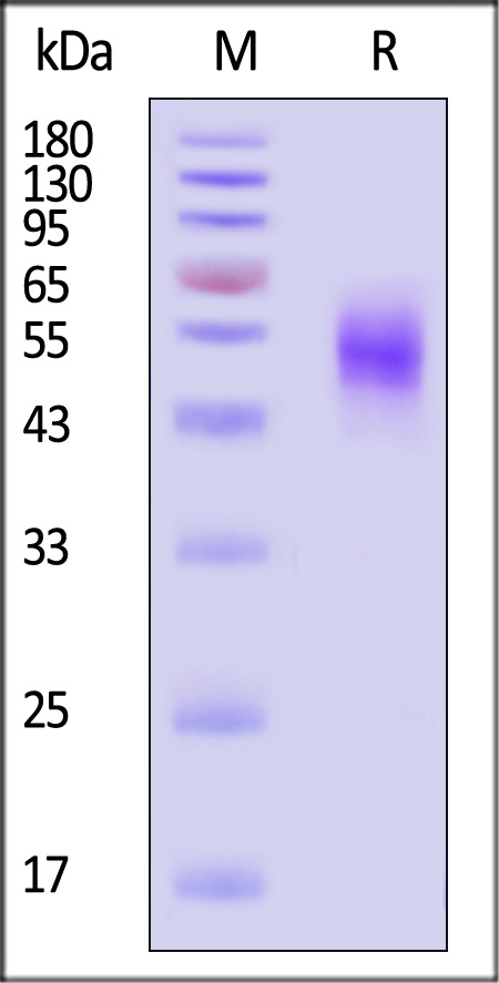 MICA SDS-PAGE