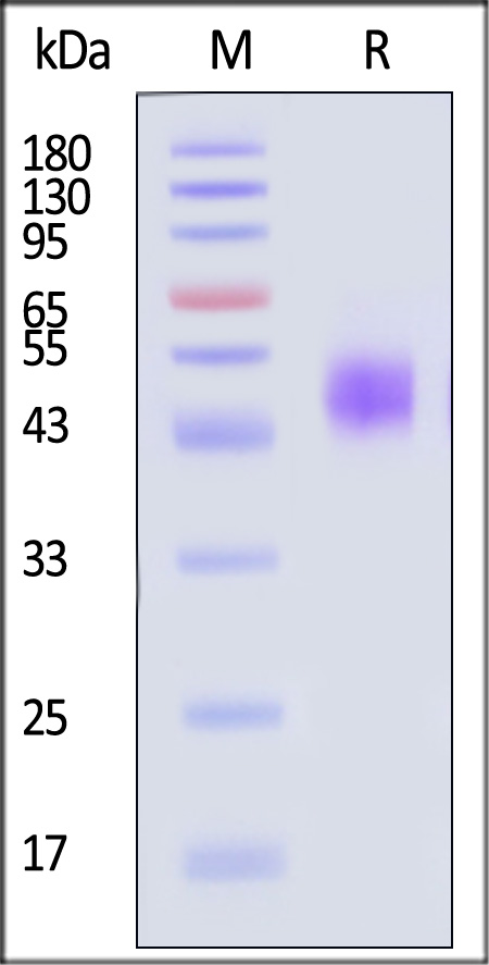 MICB SDS-PAGE