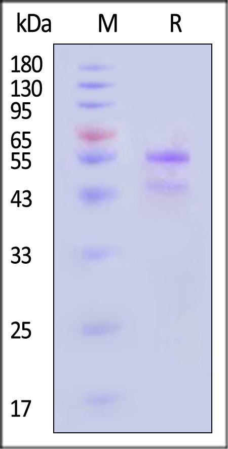 MM0-H5213-sds